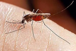 Mosquito-450x301.jpg