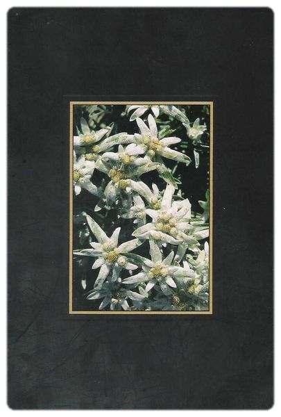 Edelweiss [800x600]