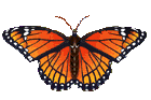 papillon-023.gif