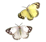 papillon-041.gif