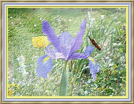 iris-papillon.gif