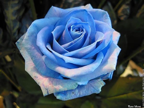 Une rose...ou une baffe - Page 3 Photo-rose-photo-rose-bleue-01