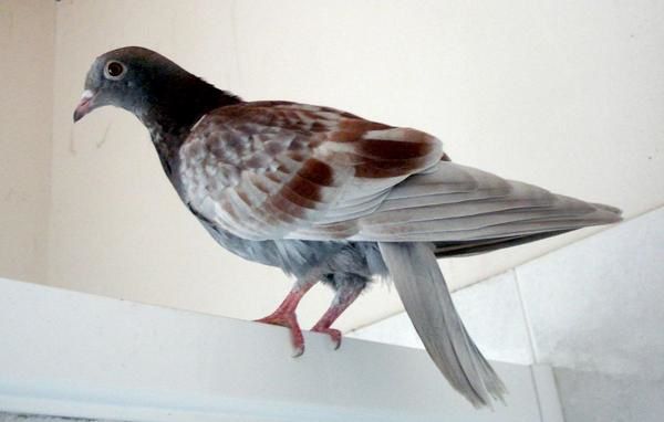 pigeon-titi.JPG