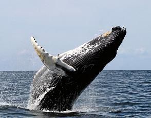 baleine-pres-de-Port-Cros-Sur-BlogOuvert.jpg