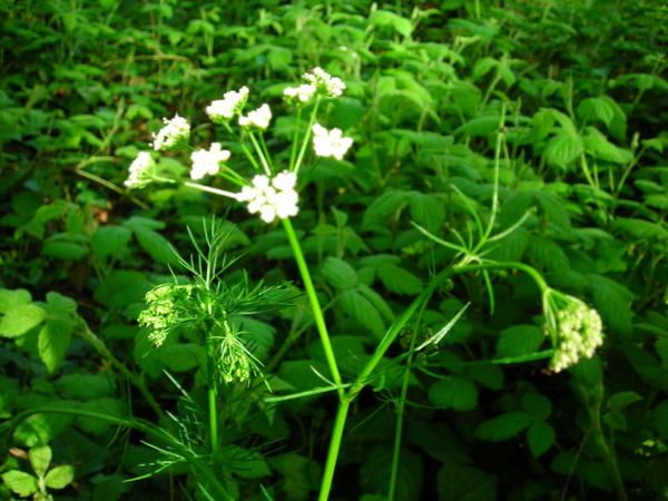 Prairie-fin-avril-2008-005.jpg