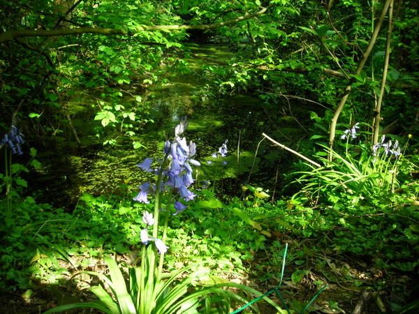 Prairie-fin-avril-2008-010.jpg