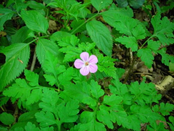 Prairie-fin-avril-2008-012.jpg