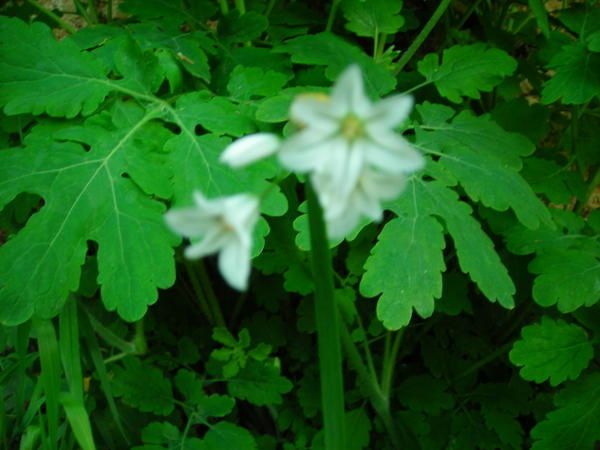 Prairie-fin-avril-2008-017.jpg
