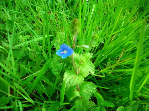 Prairie-fin-avril-2008-021.jpg