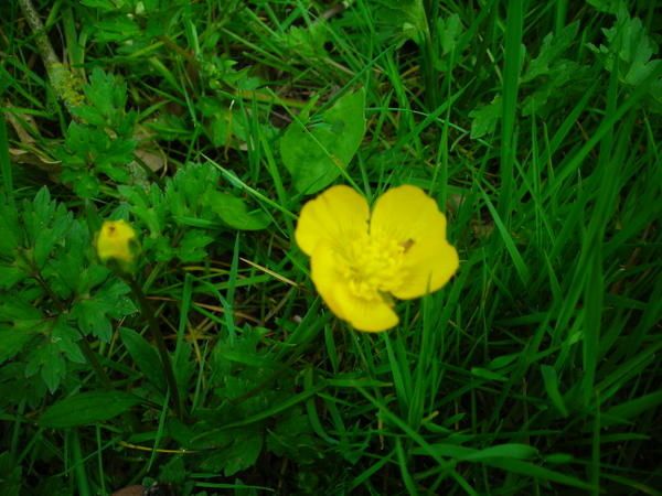 Prairie-fin-avril-2008-024.jpg