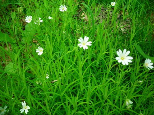 Prairie-fin-avril-2008-026.jpg