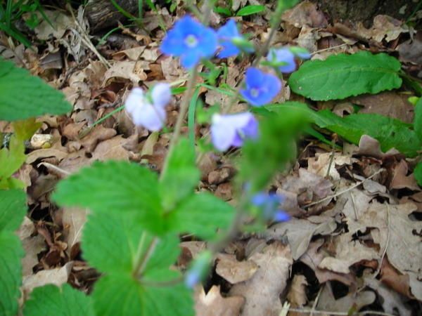 Prairie-fin-avril-2008-028.jpg