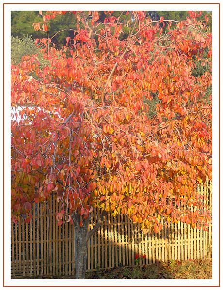poirier-en-automne-2.jpg