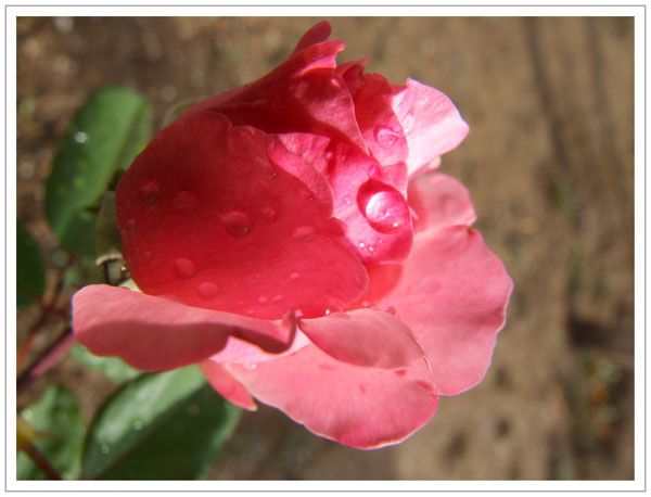 rose-emperl--e.jpg