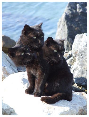 chat-avec-trois-tetes-copie-1.jpg