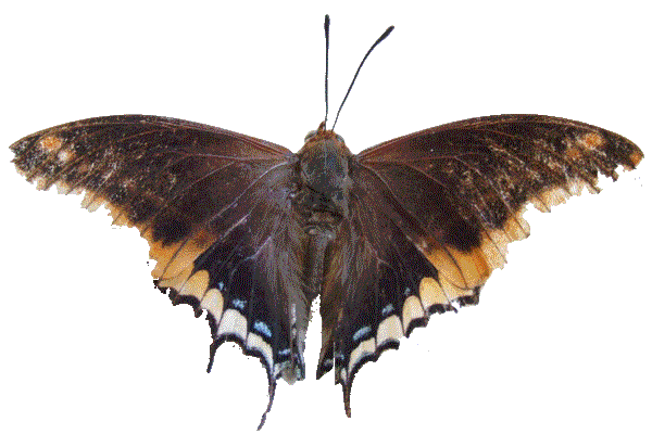 papillon.2gif.gif