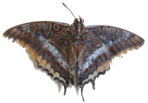 papillon.gif