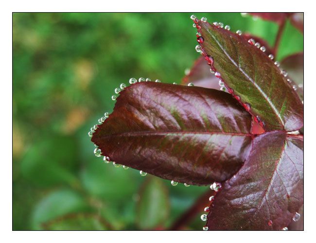 gouttes de rosée sur feuilles de rosier
