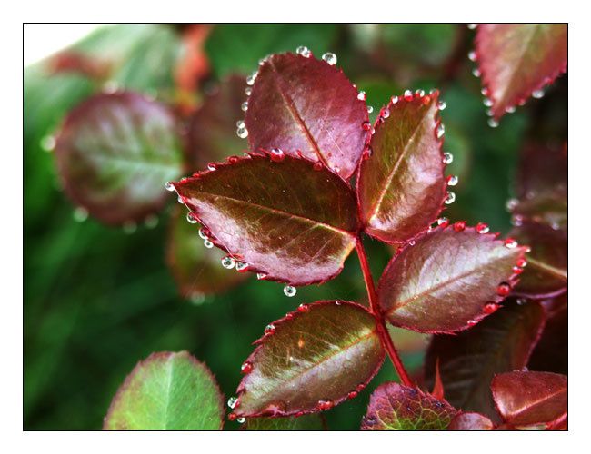 gouttes de rosée sur feuilles de rosier
