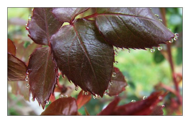 gouttes de rosée sur feuilles de rosier