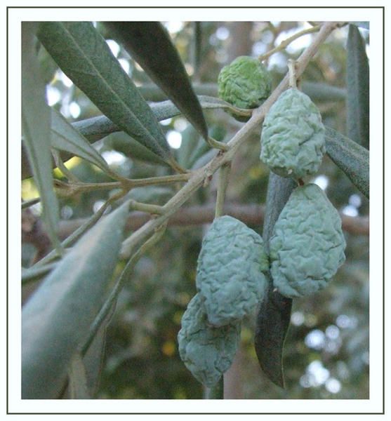 olives.jpg