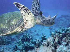 torcéros : hybride de tortue marine et de rhinocéros torcéros : hybride de tortue marine et de rhinocéros