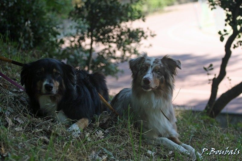 Kiddo et Chamane attendent leur tour Kiddo et Chamane attendent leur tour