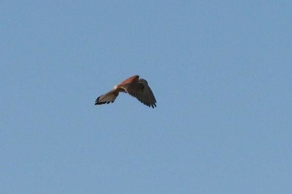 rapace