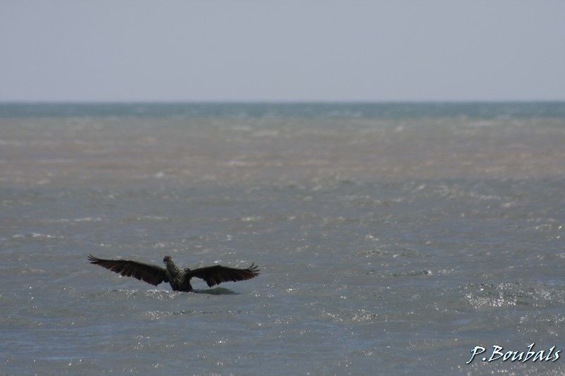 jeune cormoran jeune cormoran