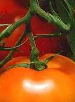 Tomate-homme.jpg