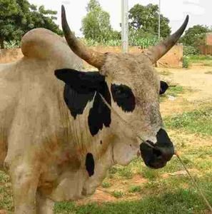 Vache-africaine.jpg