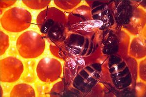 abeilles.jpg