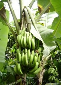 bananeraie.jpg