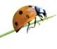 coccinelle.jpg