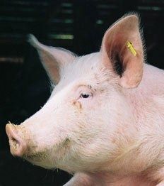 porc.jpg