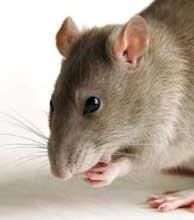rats.jpg
