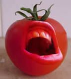 tomate_ouverte.jpg