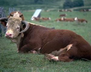 vache1.jpg