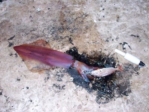 Quel sang remettre sur les parasites