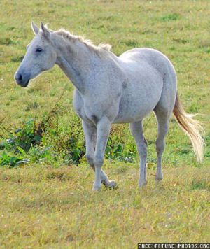q0gen_cheval-blanc.jpg