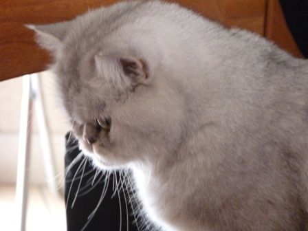 doudou2