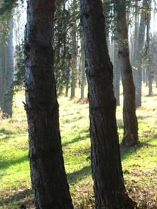 IMG-7625.jpg