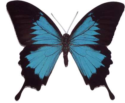 papillon420.gif