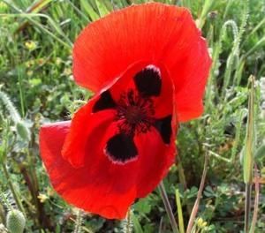 coquelicot2.jpg