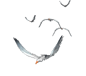 OISEAUX-VOL-copie-1.gif