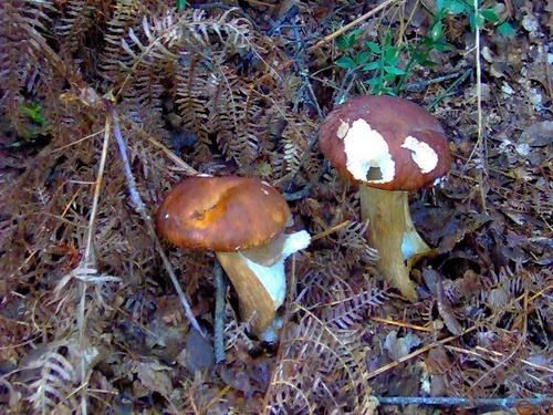 Photo-001-2-copie-1.jpg