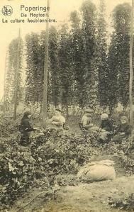 houb210.jpg