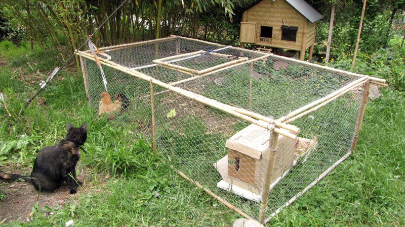 Construction d'une cage à poules en bambou - Lasiate Poulitude