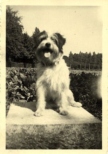 1947-Bruxelles-.-NERI--Le-chien-de-ma-voisine.jpg