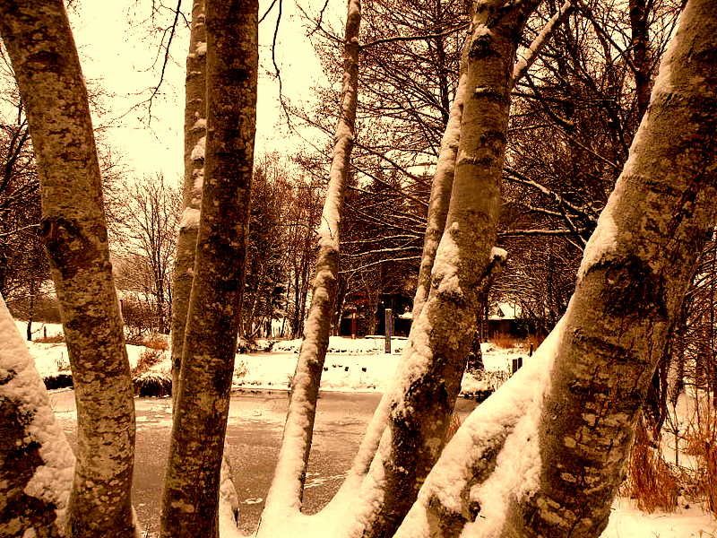 Neige dans la propriété Vancau à Moircy-Libramont-Déc.2009